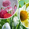BLUMEN Motive f�r runde Dosen